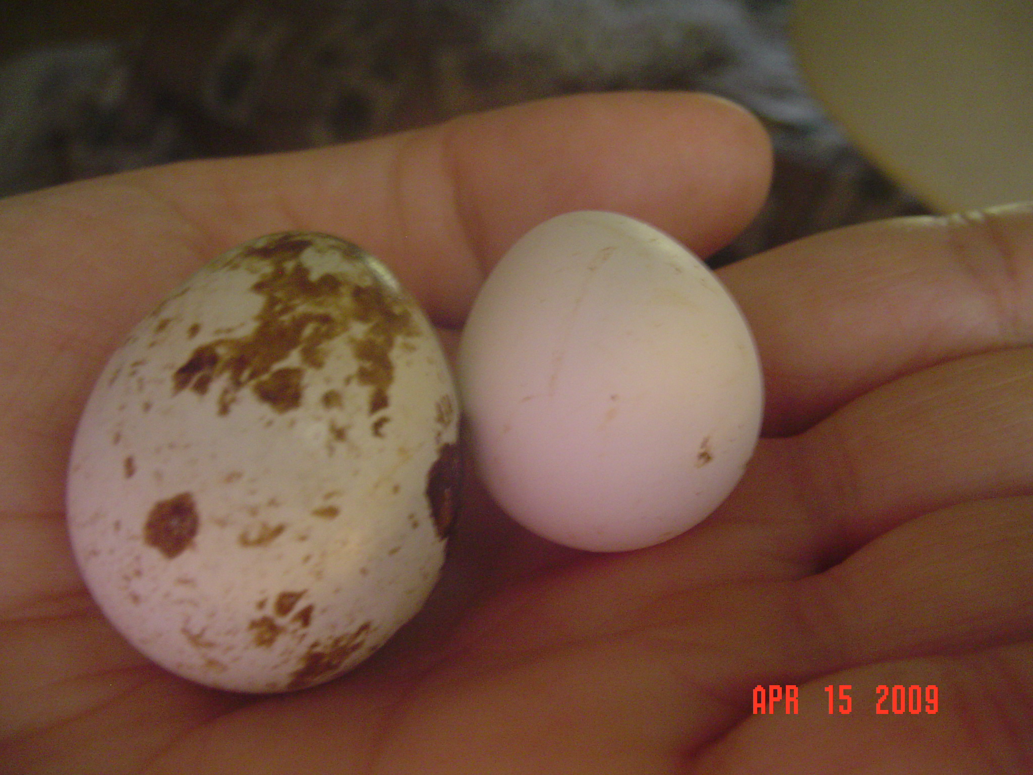 Difference between Coturnix egg and a Bob White egg